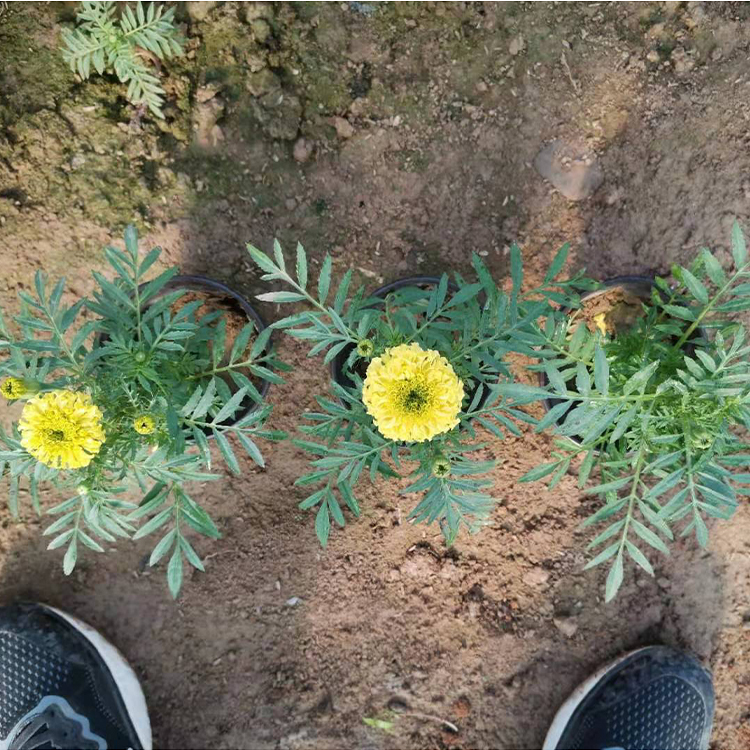 远创万寿菊 多年生草本植物 万寿菊小苗供应商