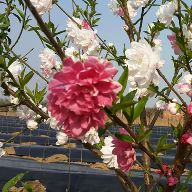 天特农业 园林苗木 桃花树苗 红白鸳鸯桃花