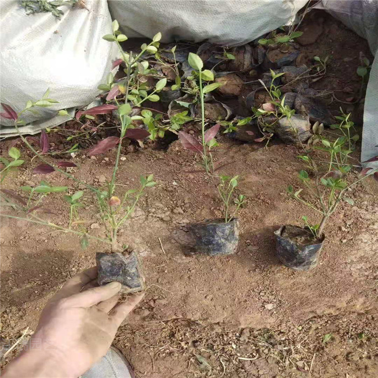 爬行卫矛基地 山东小叶扶芳藤价格 爬行卫矛小苗现货供应 欢迎选购