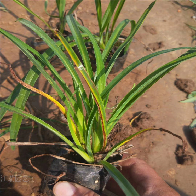 大花萱草批发 大花萱草基地 青州大花萱草价格 江瑞花卉供应商