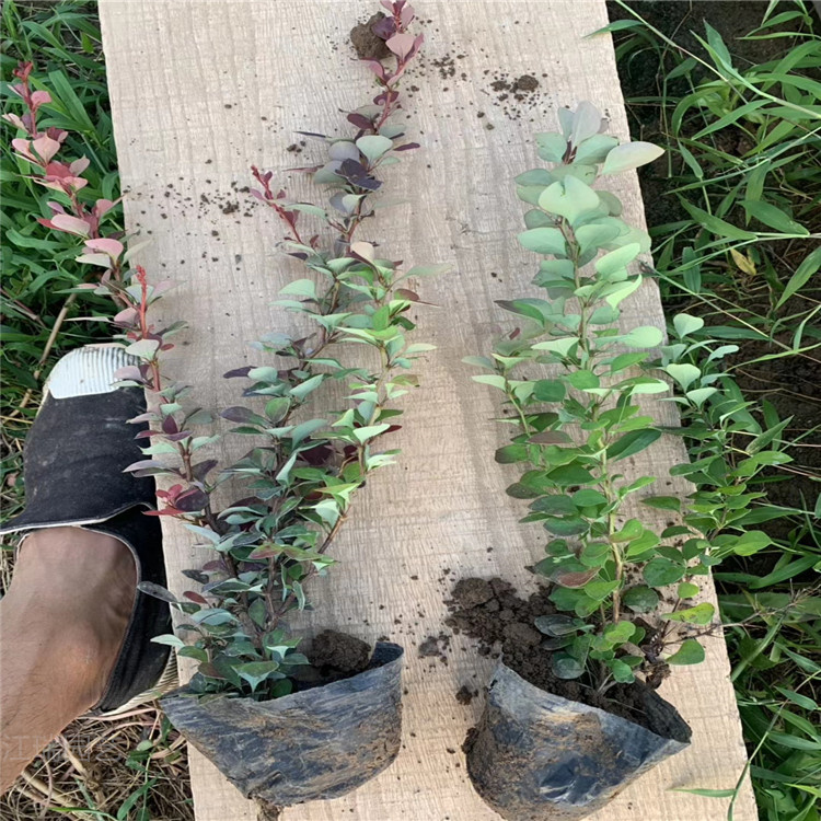 红叶小檗种植基地 山东红叶小檗价格 红叶小檗小苗 江瑞红叶小檗批发厂家