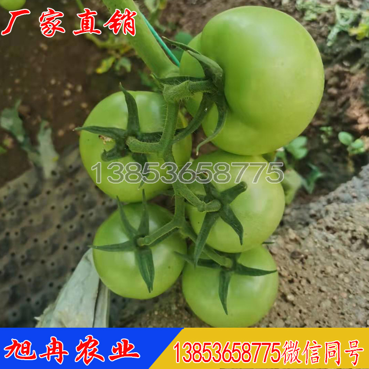 耐热耐裂硬度高西红柿苗 江苏越夏种植 旭冉农业