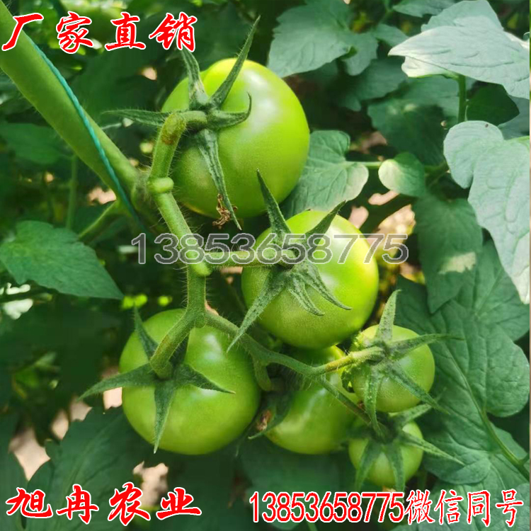  温室种植西红柿种子种苗萼片长果型俊 旭冉农业
