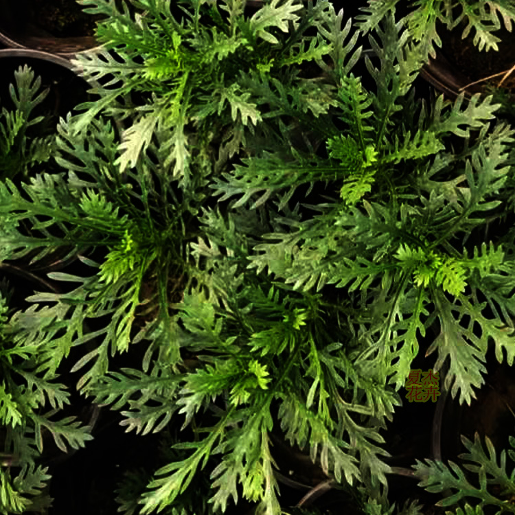 潍坊黄金菊批发 黄金菊花期 夏杰花卉