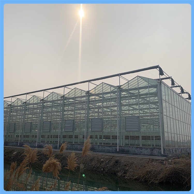 齐阳建设玻璃温室大棚 蔬菜大棚 花卉大棚
