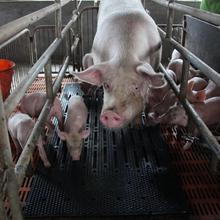 橡胶母猪垫 青岛凯东供应厂家直销母猪用橡胶防滑垫 保温垫耐撕咬耐磨橡胶猪用防滑垫