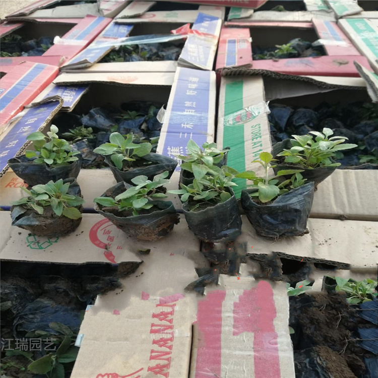 青州婆婆纳基地 婆婆纳小苗价格 婆婆纳精选厂家 欢迎选购