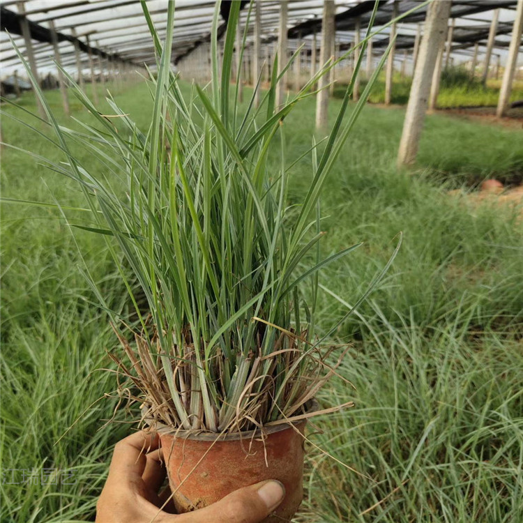 青州矮蒲苇价格 矮蒲苇基地 矮蒲苇种子 观赏草厂家供应 欢迎选购