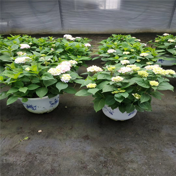 八仙花种植基地 山东八仙花价格 八仙花小苗供应 江瑞花卉