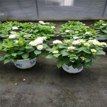 八仙花种植基地 山东八仙花价格 八仙花小苗供应 江瑞花卉