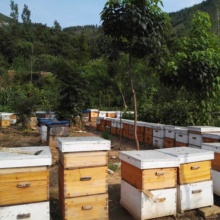 香港虫媒植物蜂授粉养蜂合作社直供