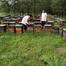 澳门鲜果水果大棚最理想的授粉昆虫养蜂合作社直供