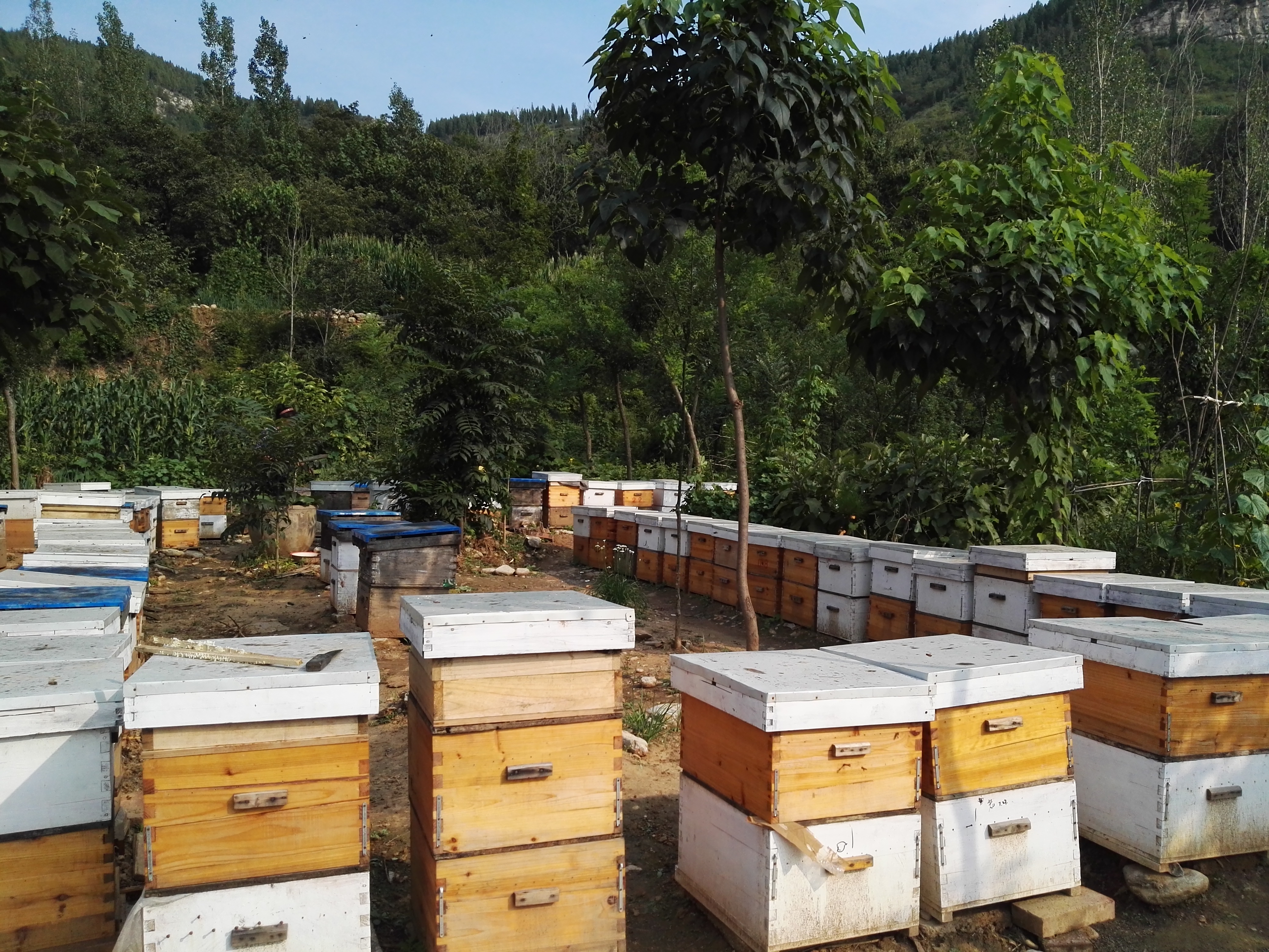香港农作物熊蜂授粉青州市养蜂协会专业为您服务