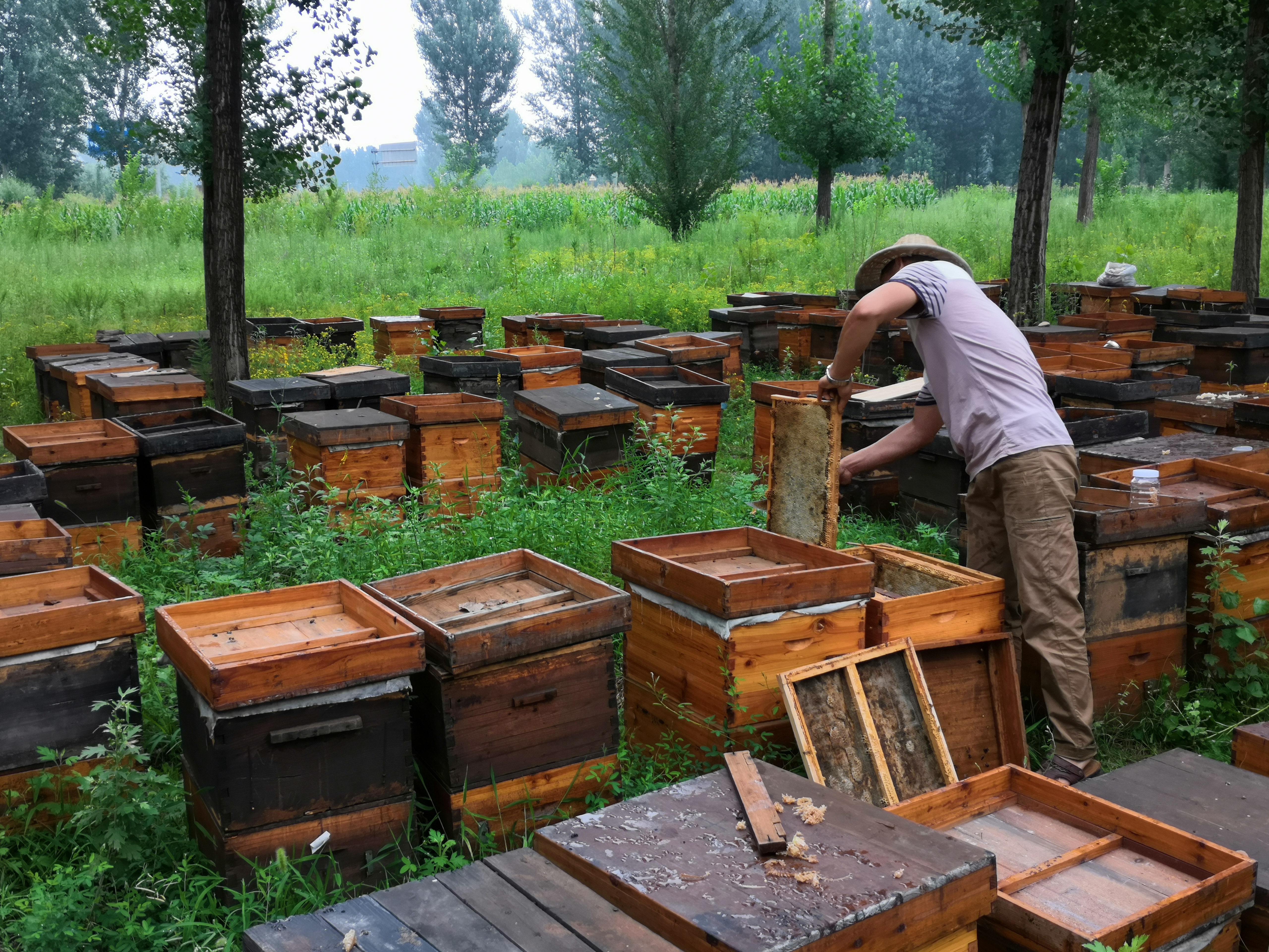 香港虫媒植物蜂授粉养蜂合作社直供