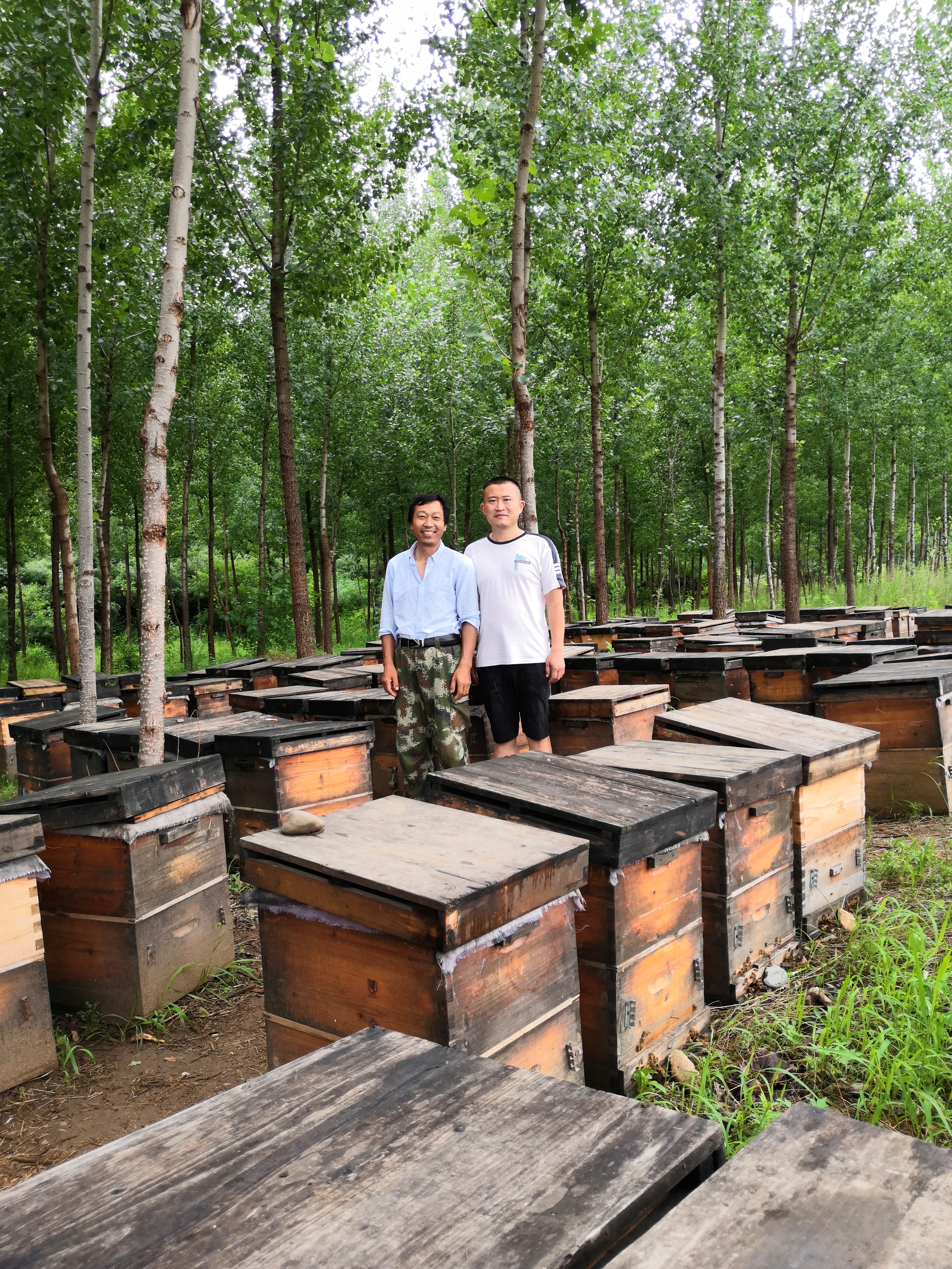 澳门虫媒植物熊蜂授粉养蜂合作社直供