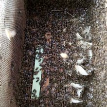 宁夏鲜果水果大棚蜂授粉养蜂合作社直供