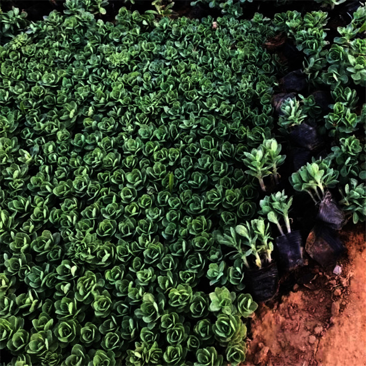 多年生肉质草本植物出售 江浩花卉八宝景天小苗批发供应