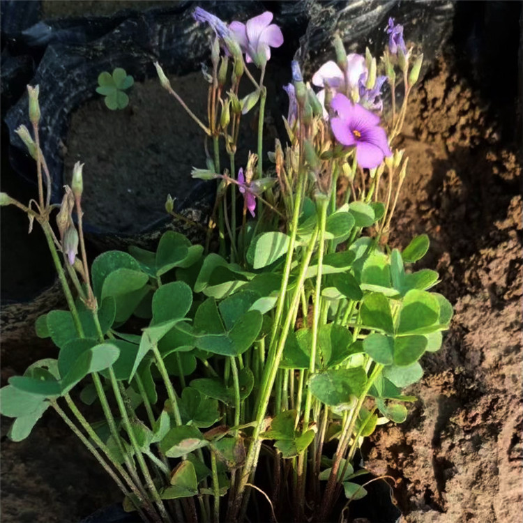 适应性较强红花醡浆草小苗批发 山东醡浆草小苗花卉行情