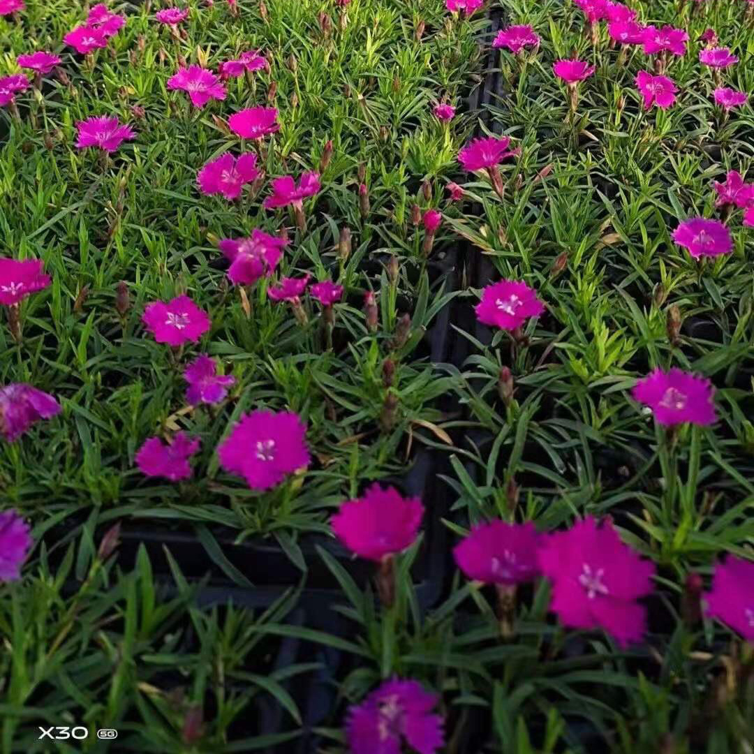 长期供应欧石竹穴盘苗  量大从优 欧石竹小苗
