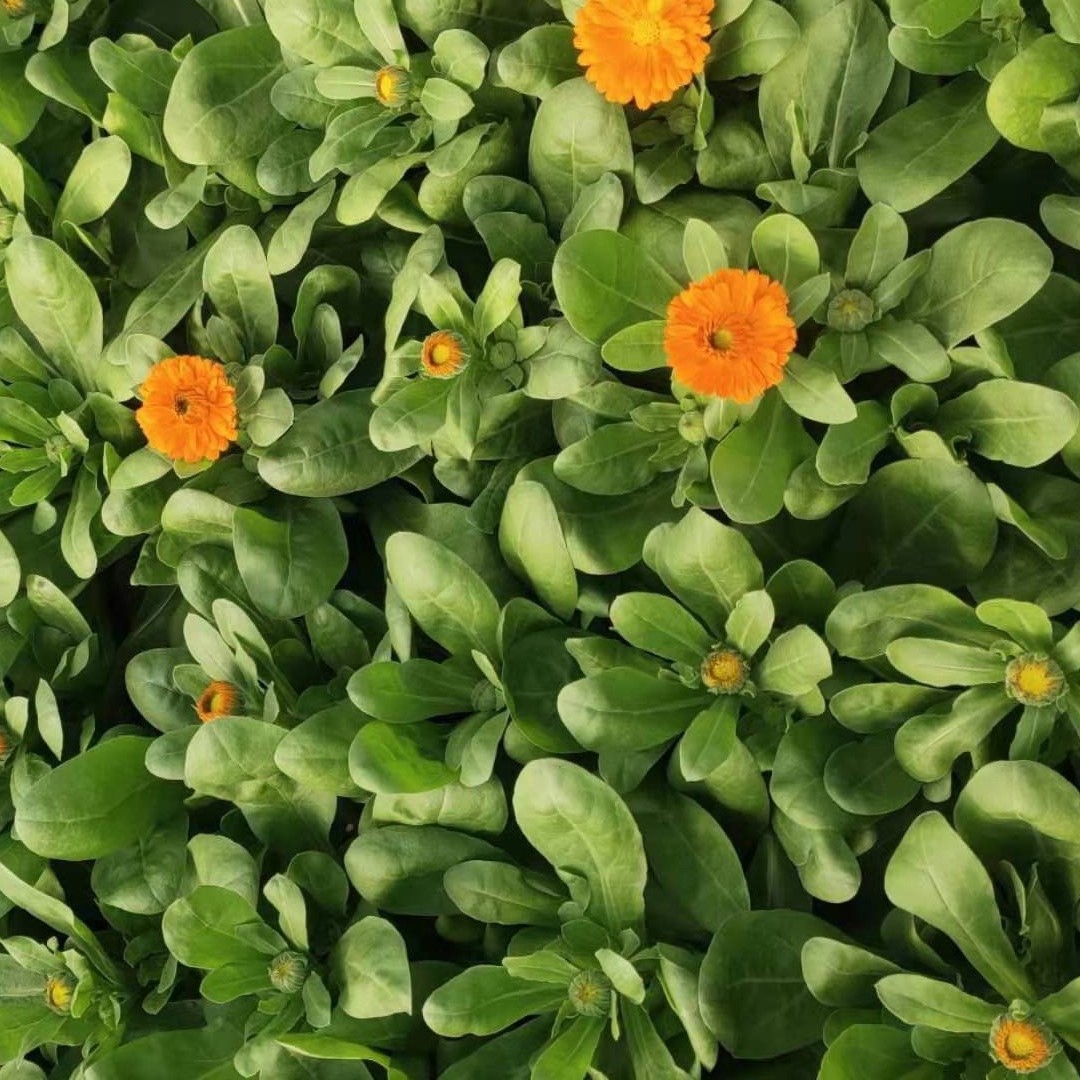苗圃供应金盏菊 金盏菊种植基地 支持电话订购