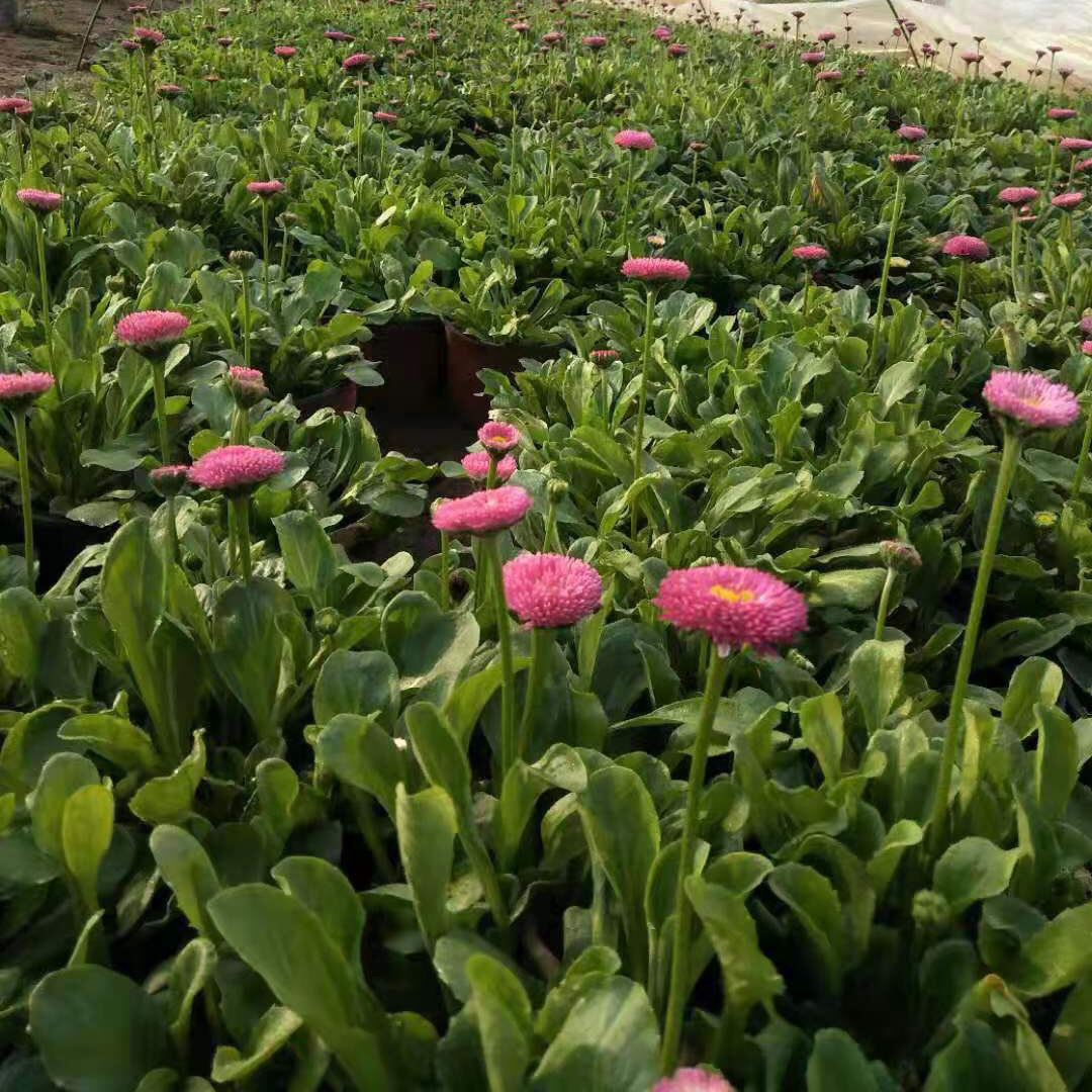 长期出售雏菊小苗 铭秀花卉 批发草花植物