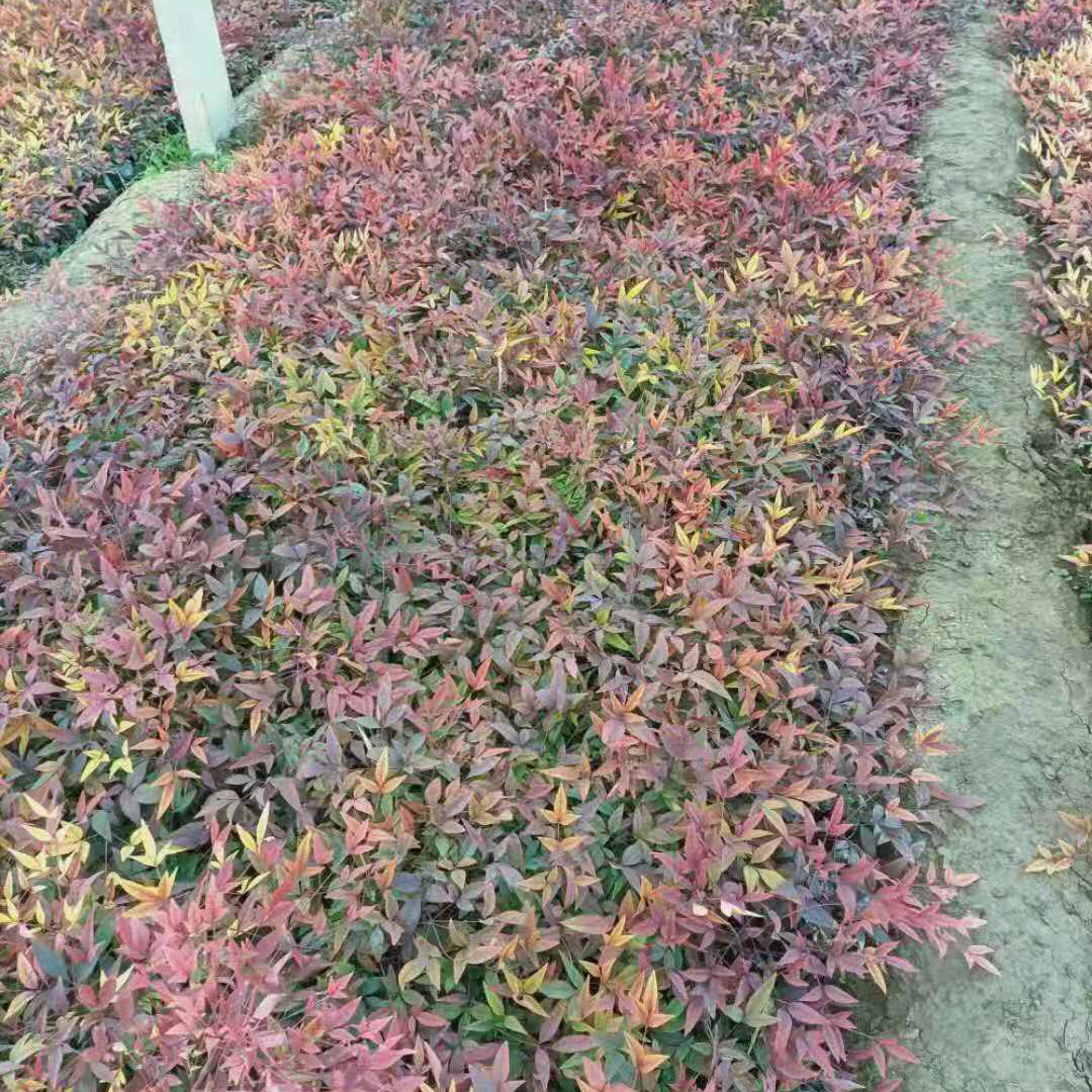 市政用南天竹 南天竹价格 量大从优