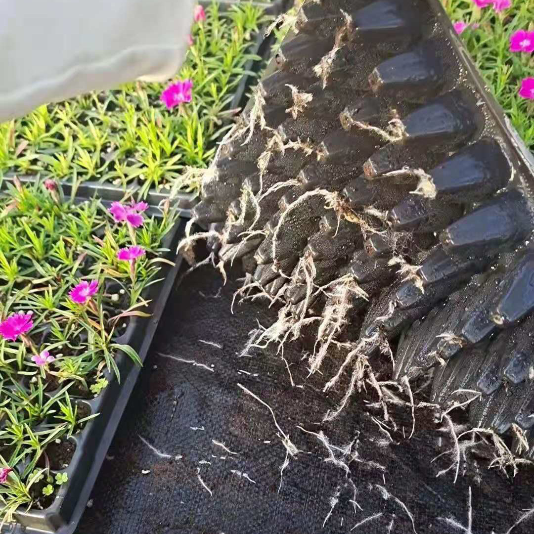 欧石竹穴盘苗报价 青州欧石竹基地批发 价格优惠