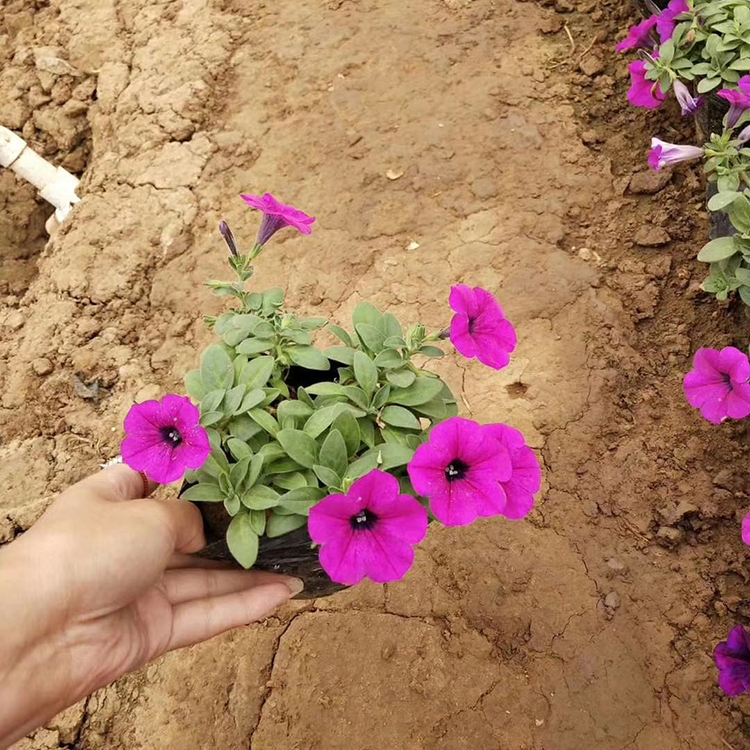垂吊牵牛价格 庭院花卉 青州牵牛花