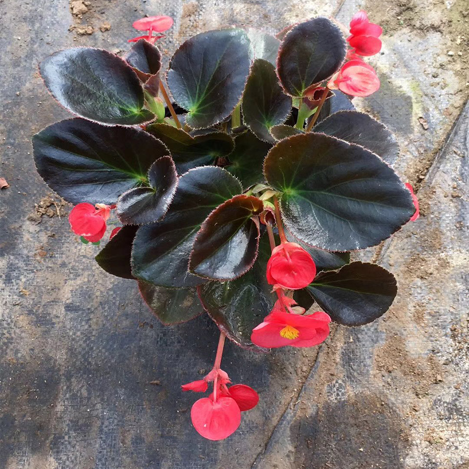 亦扬花卉 比哥海棠 大花海棠种植基地