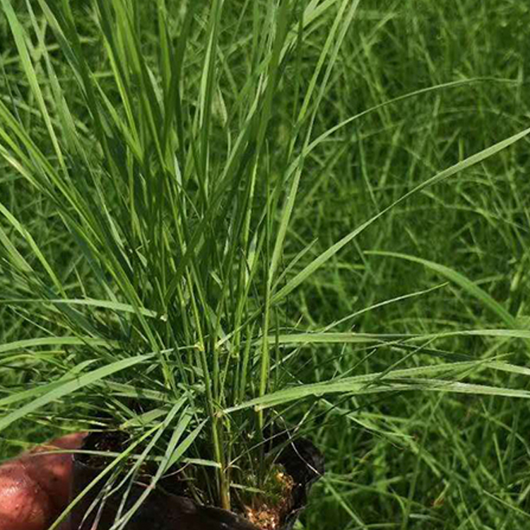 多年生暖季型草本植物粉黛乱子草  正艳粉黛乱子草花卉供应