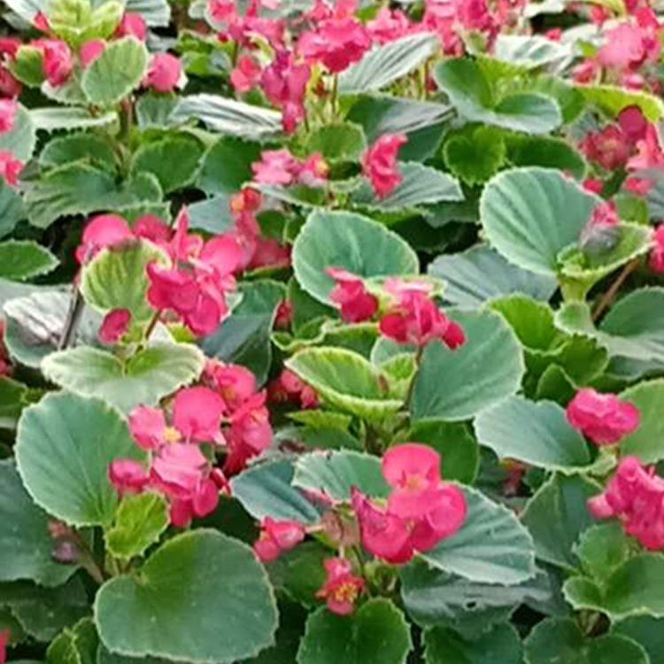 正艳花卉四季海棠 观赏植被 四季海棠小苗出售 量大从优