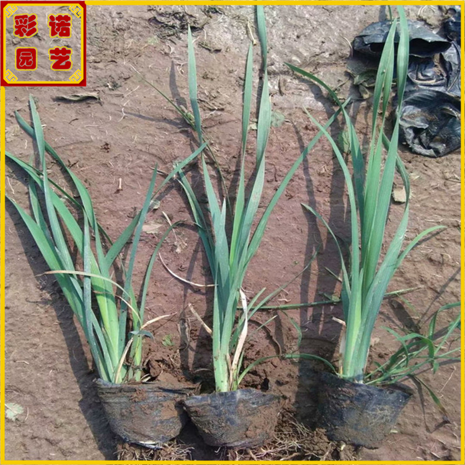 市政绿化多芽马兰花苗 工程绿化马兰花图片 山东种植基地