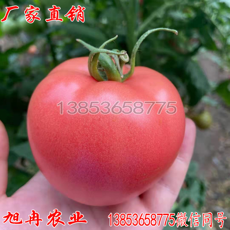 早春番茄苗 硬粉西红柿苗 西红柿种孑大果型抗病毒 旭冉农业