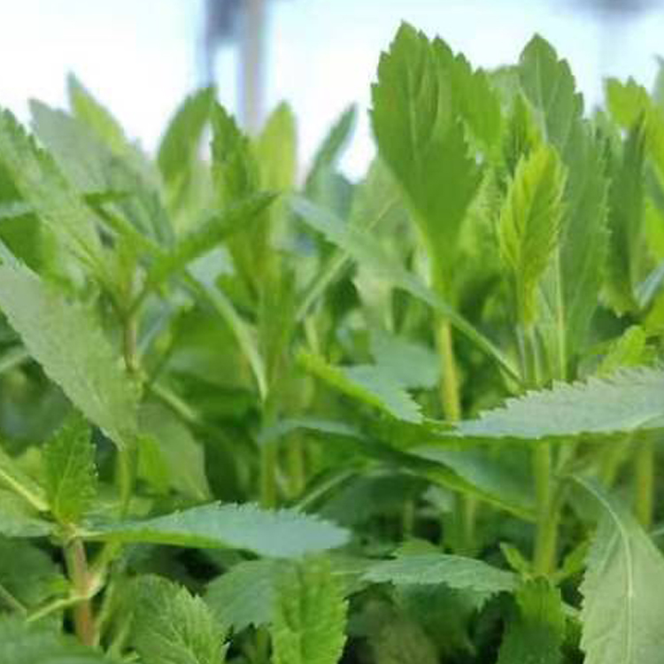 柳叶马鞭草 山东宿根草花柳叶马鞭草价格 绿化植被