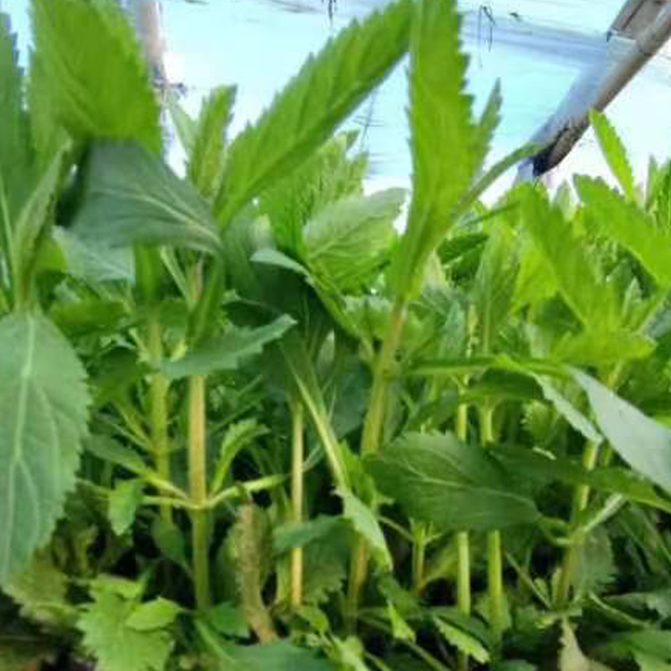 马鞭草绿化苗 山东宿根草花马鞭草绿化苗价格 绿化植被
