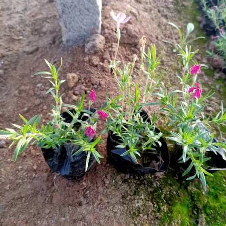 芝樱花苗 青州花卉苗木价格 芝樱花苗价格优惠