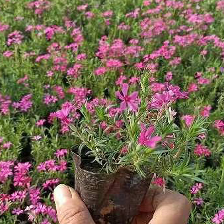 越来越好花卉芝樱培育基地 丛生福禄考价格优惠