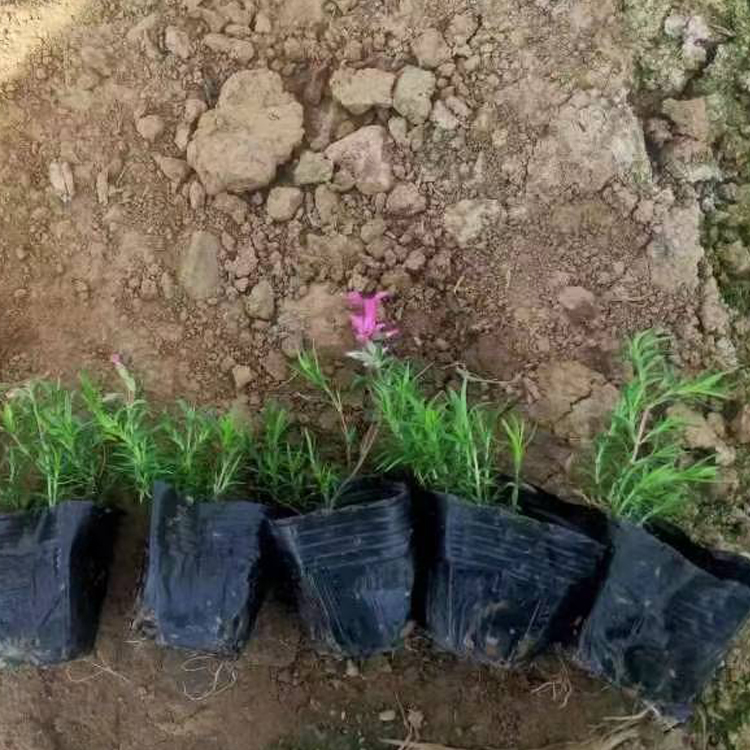 苗圃批发 花海用苗芝樱 山东宿根草花 丛生福禄考价格