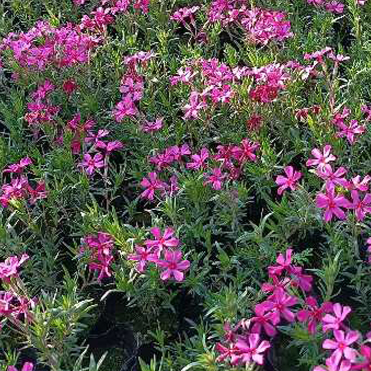 芝樱花海 青州花卉苗木芝樱培育基地 基地供应