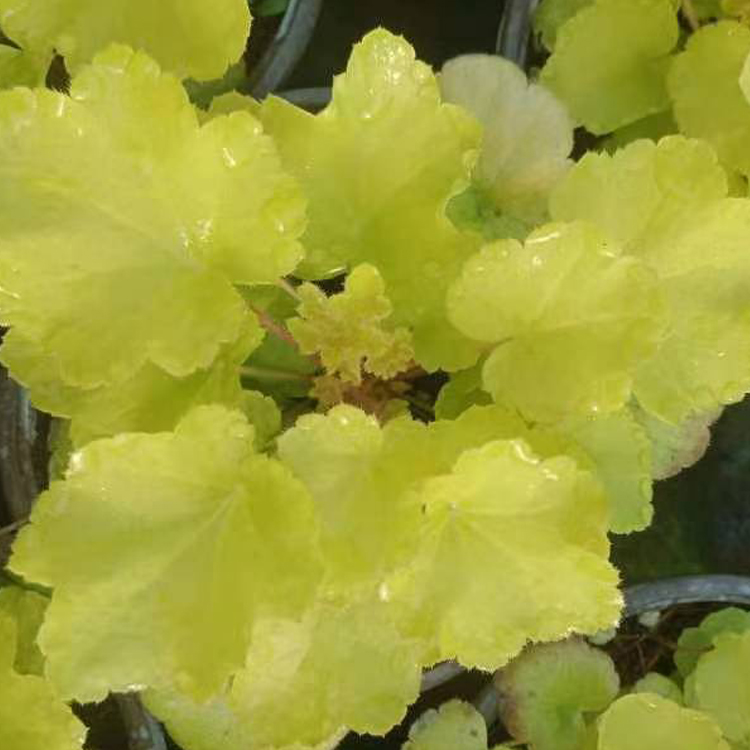 多年生草花双色盆矾根培育 价格优惠