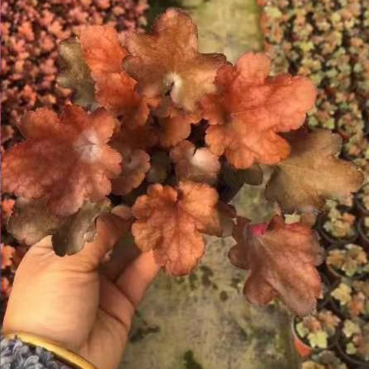 矾根 山东草花培育 质优价廉