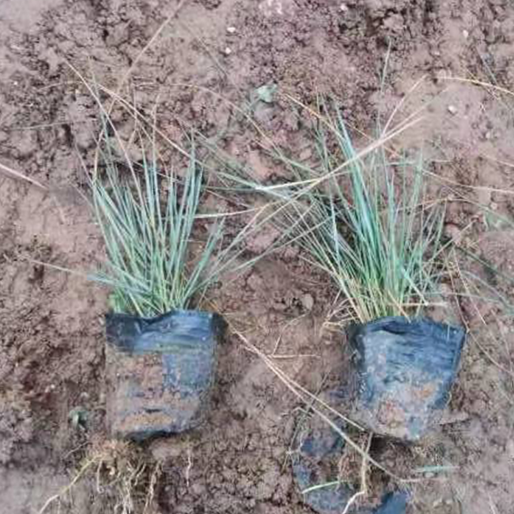 青州草花粉黛乱子草苗培育基地 粉黛乱子草苗质优价廉