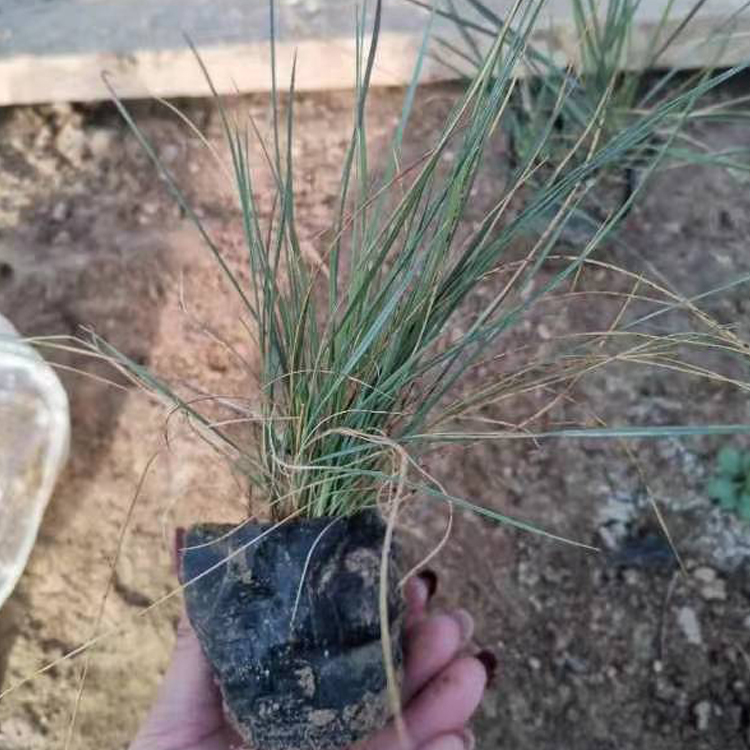 粉黛乱子草销售 批发基地 草花价格 粉黛乱子草苗