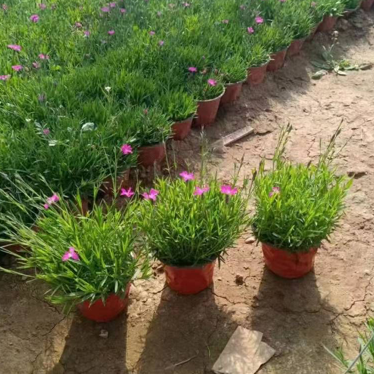 越来越好花卉欧石竹小苗供应 欧石竹小苗观赏花卉基地