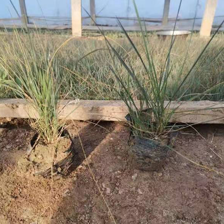 草花批发粉黛乱子草小苗培育基地 品种优良
