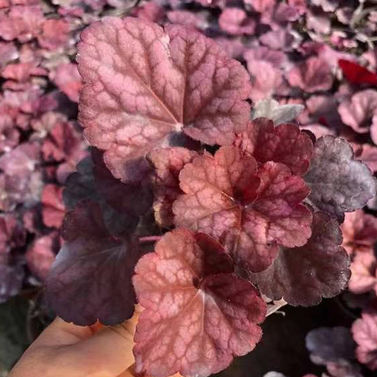 山东草花矾根种植基地出售 多年生矾根小苗报价