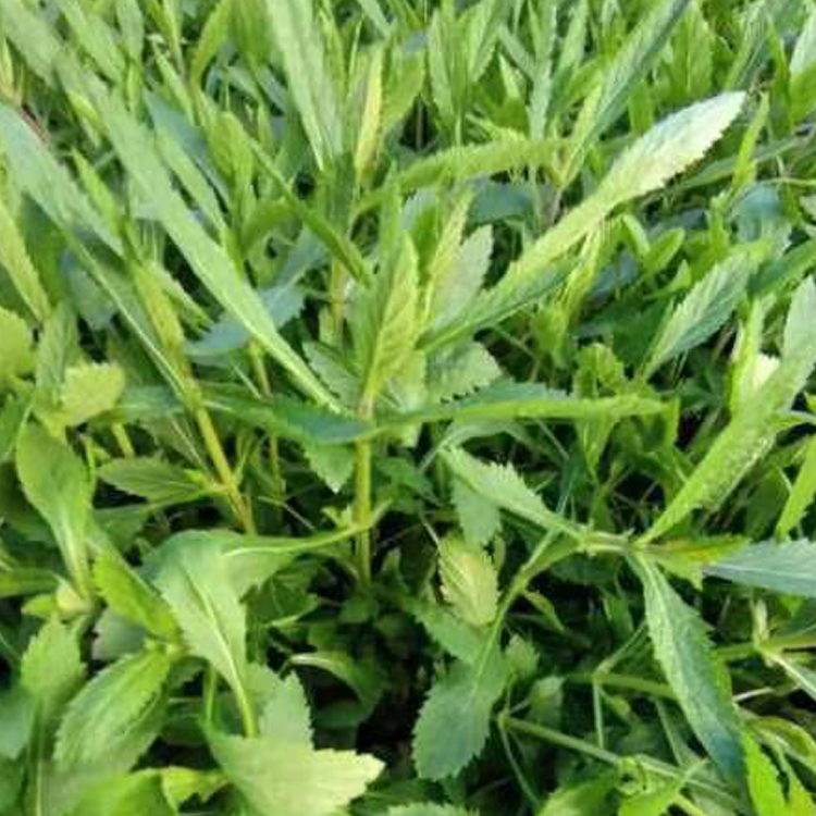 青州花卉苗木柳叶马鞭草大量批发 绿化植被