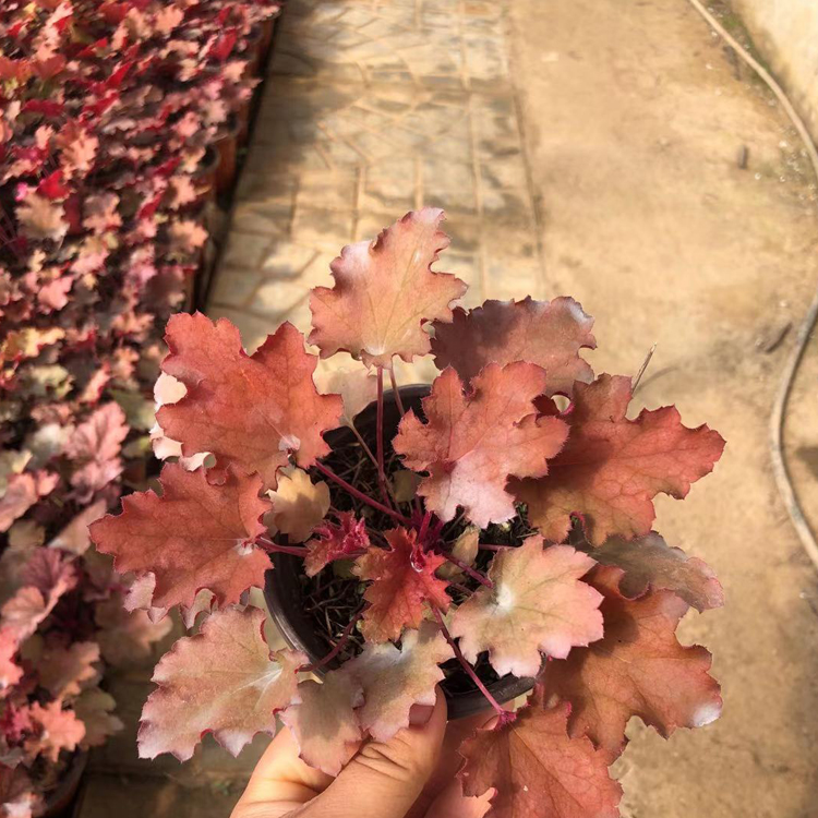 多年生矾根小苗 山东草花矾根种植基地出售 价格优惠