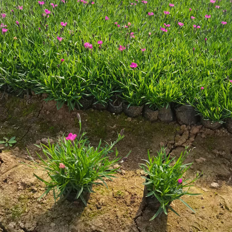 欧石竹 青州花卉苗木欧石竹销售 观赏植被