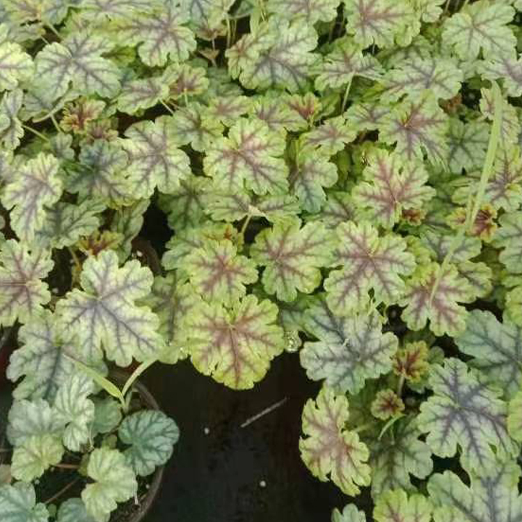 盆栽矾根 青州草花大量批发 具有观赏性